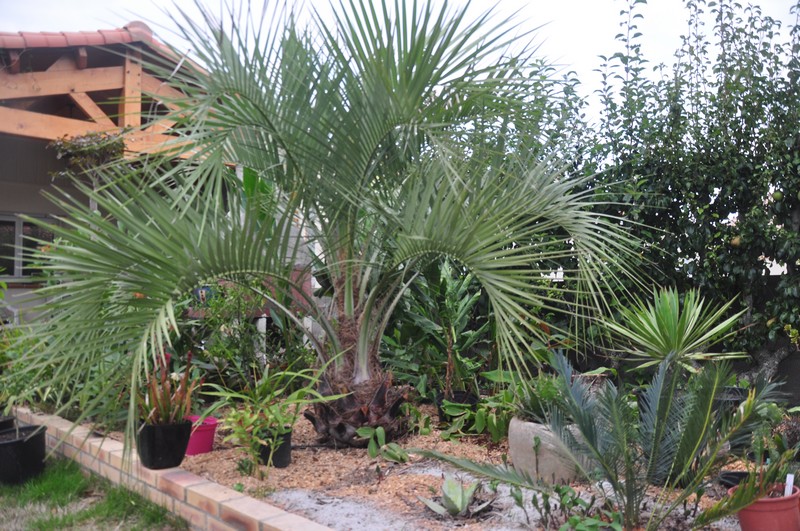butia.JPG