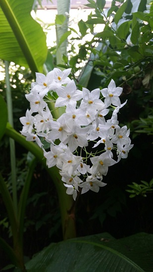 PNC jardin 6 09 2015.jpg