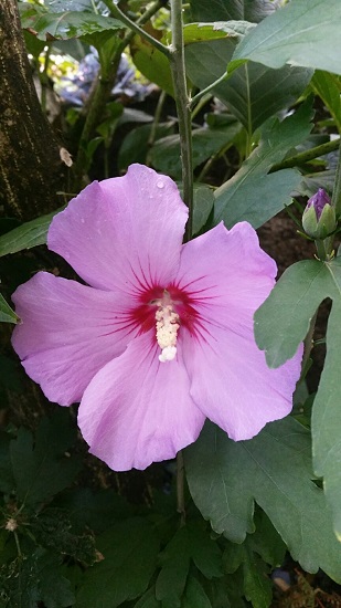 PNC jardin 7 09 2015.jpg