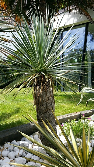 PNC jardin 8 09 2015.jpg
