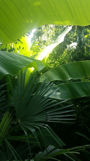 PNC jardin 09 2015.jpg