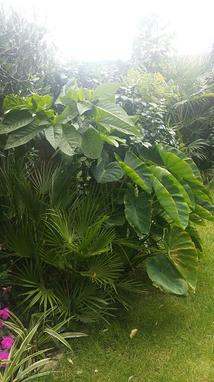 PNC jardin 3 09 2015.jpg