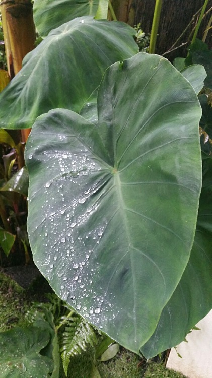 Jardin sous la pluie  6 09 2015.jpg