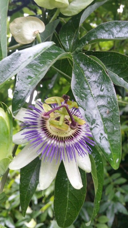 Jardin sous la pluie 09 2015.jpg