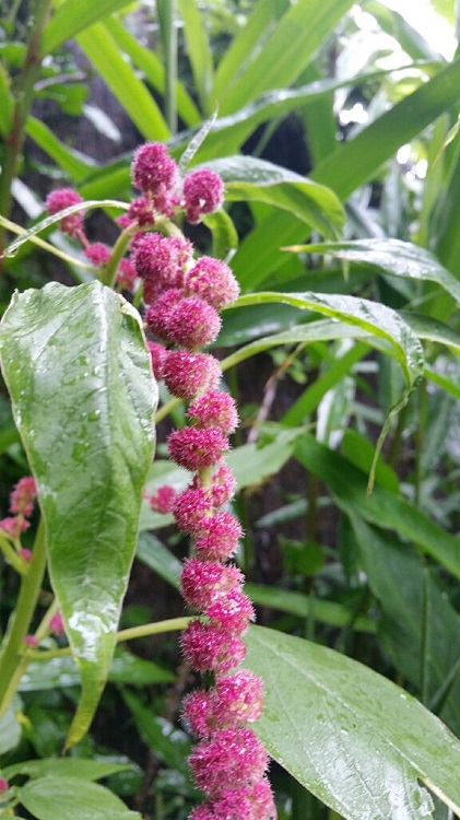 Jardin sous la pluie 3 09 2015.jpg