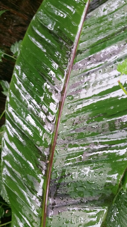 Jardin sous la pluie 5  09 2015.jpg