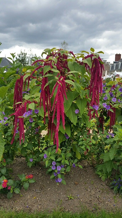 Amarante caudatus sept 2015.jpg