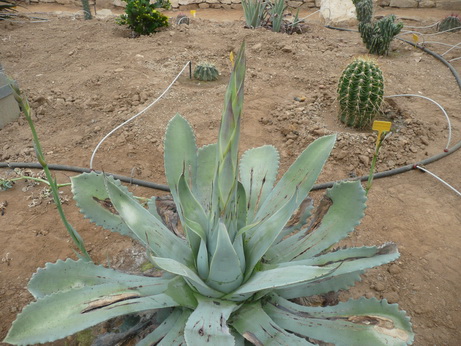 agave sp.ocozocoantha.JPG