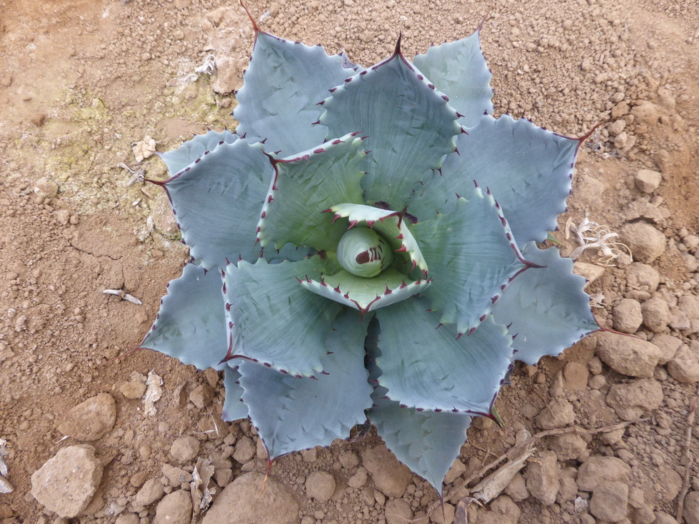 AGAVE-SP-OCOZOCOANTHA.JPG