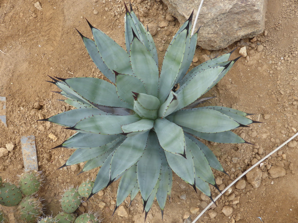 AGAVE-SP-CACTUS-PARK.JPG