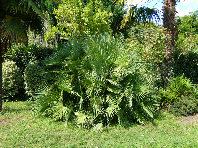 P1050358fh.jpg