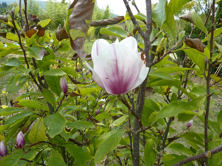 Magnolia ×soulangeana.JPG
