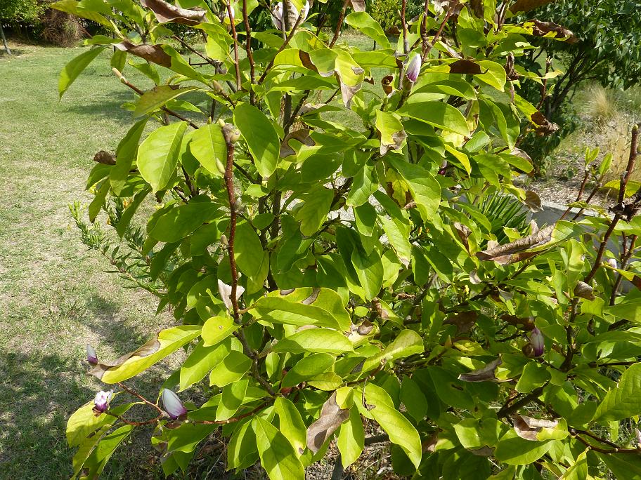 Magnolia ×soulangeana (2).JPG