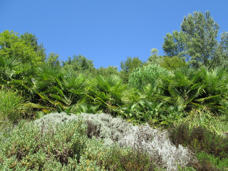 août sept 2015 040 (800x600).jpg