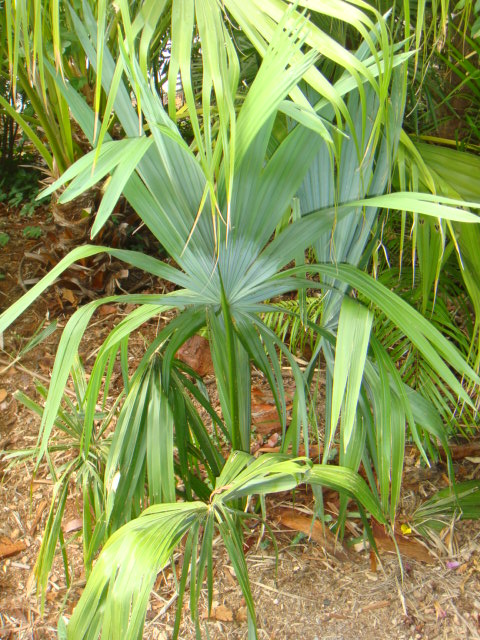 Sabal mauritiformis