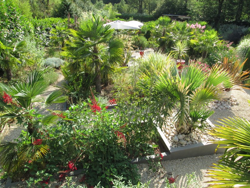 jardin juillet 2015 042 (800x600).jpg