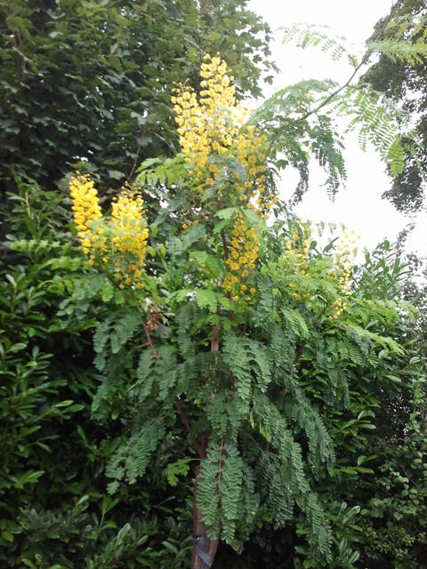 jardin septembre 2015 010.jpg