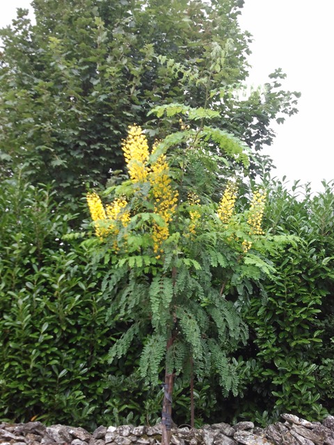 jardin septembre 2015 011.jpg
