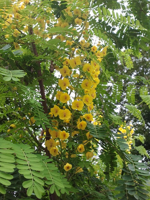 jardin septembre 2015 012.jpg