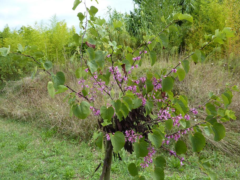 arbre de judée.jpg