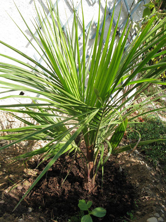 Beccariophoenix alfredii