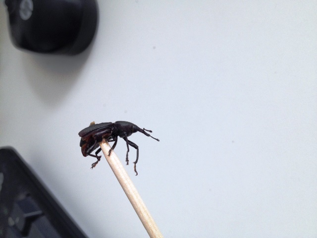 Scyphophorus acupunctatus.jpg