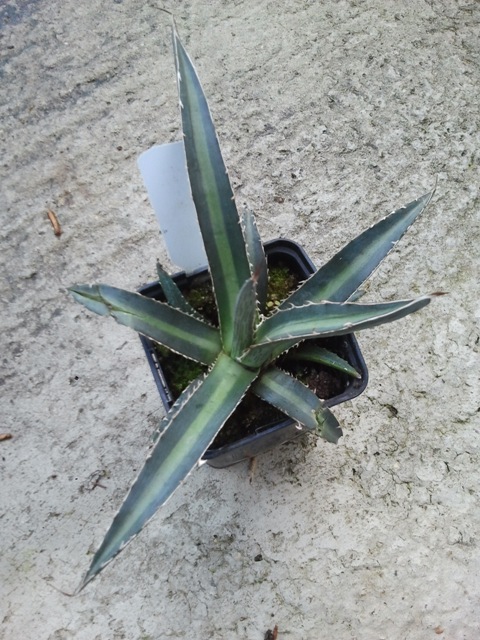 Agave  2015 004.jpg