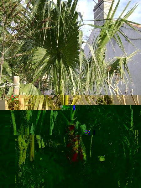 DSC02850 Washingtonia filifera.jpg