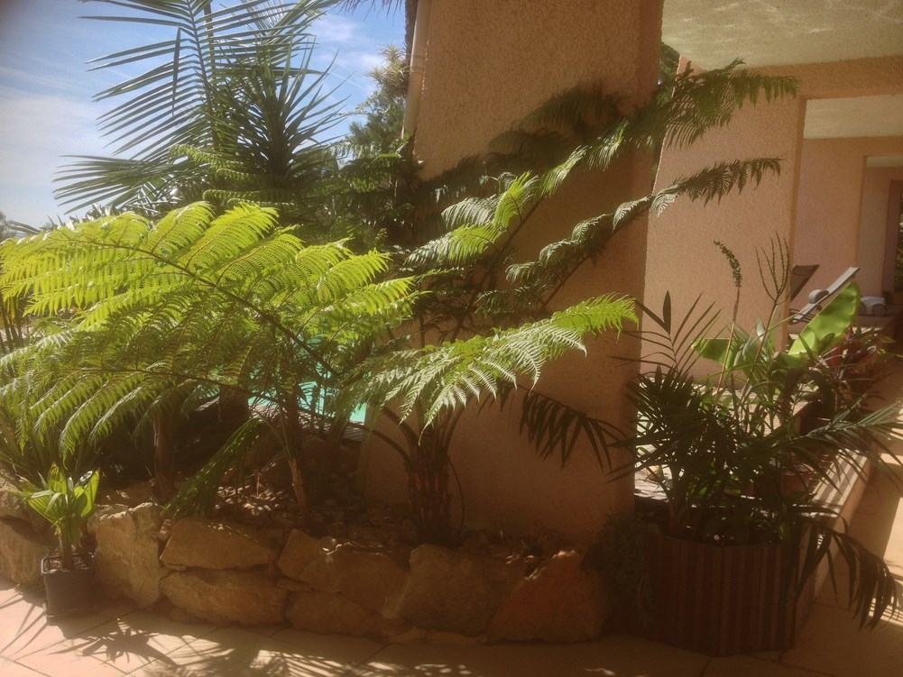 C cooperii piscine.JPG