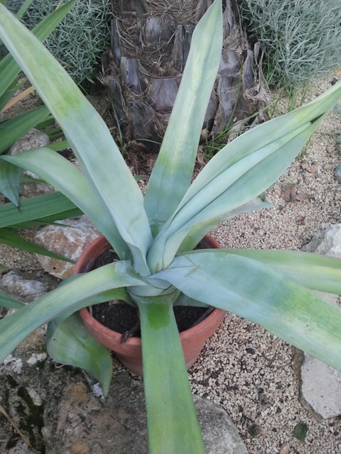 agave.jpg