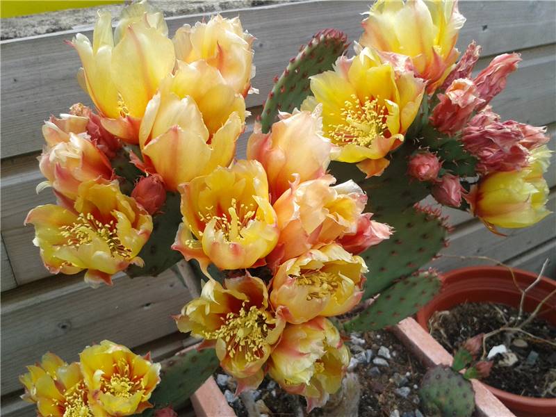 20150703_124011_resized.jpg