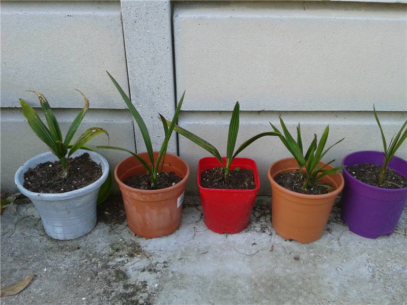 semis d un an, dactylifera, syagrus, et capitata