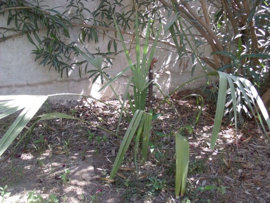 copernicia.jpg
