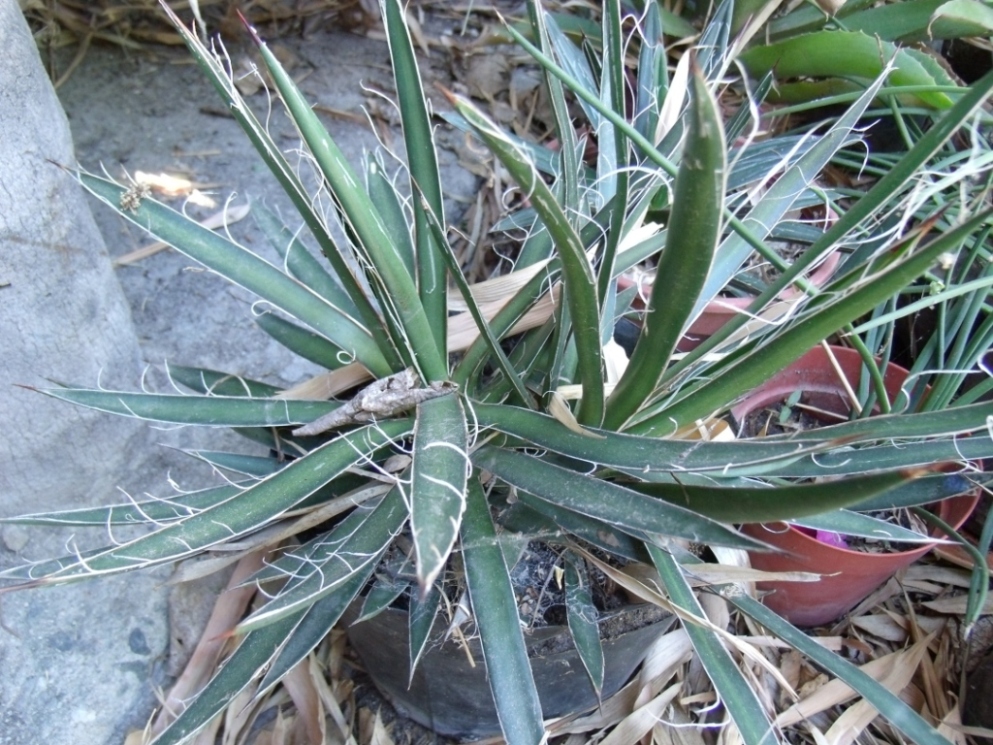 agaves1.jpg
