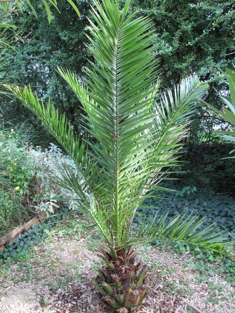 sept 2015 052 (480x640).jpg