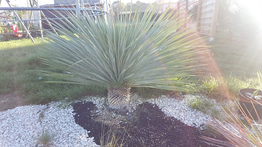 yucca rostrata