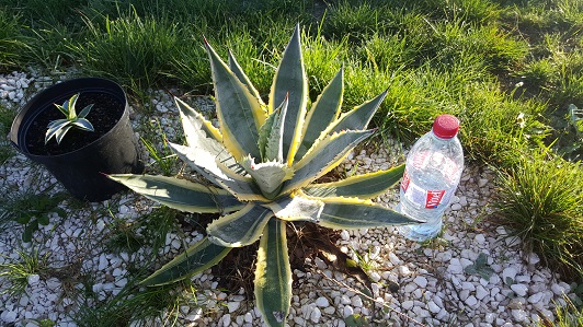 agave