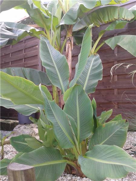 lasiocarpa.jpg