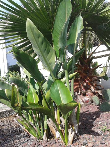 strelitzia.jpg