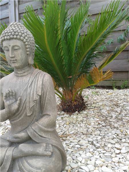 cycas.jpg