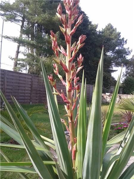 yucca.jpg