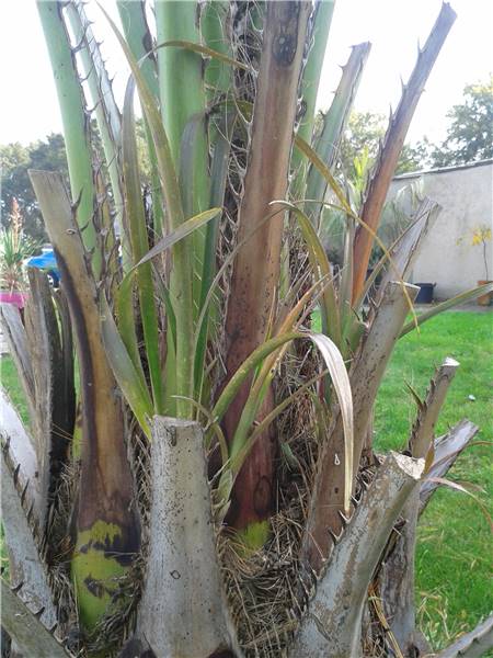 butia.jpg
