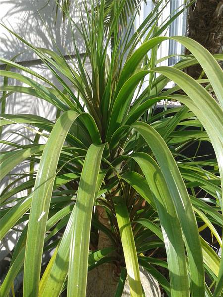 beaucarnea.jpg