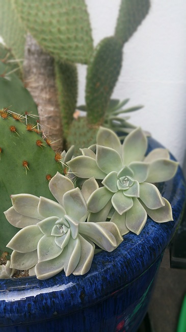 Graptopetalum Paraguayens 11102015.jpg