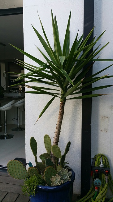 Yucca aloïfolia oct 2015.jpg