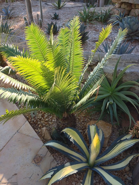 Dioon spinulosum  oct 15.JPG