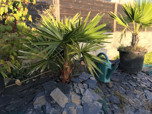 Mon liaisonna Nitida, qui a plutôt bien poussé cette année.<br />Je vais le chouchouter celui-la!!