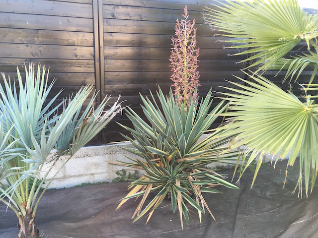 Inflorescence de yucca gloriasa