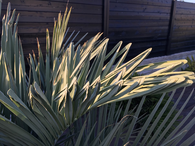 Palme de butia capitata très crochu!!