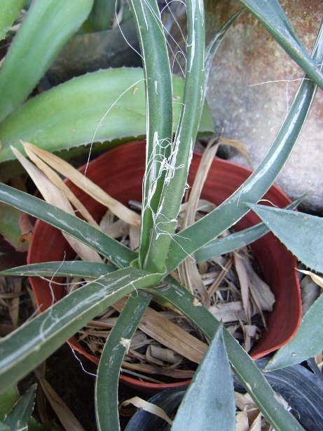 agave3.jpg